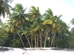 Palm Trees Sand Beach Beach Sand