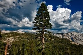 forest in the yosemite national park california