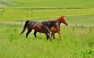 two horses running