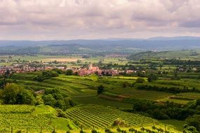 beautiful top view of the green vineyards