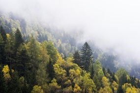 Landscape of foggy forestry mointain