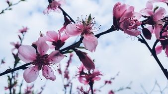 flowering garden tree in spring