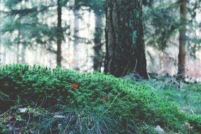 green grass on a hill in the forest