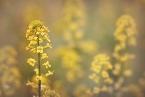 Yellow Flower in field closeup