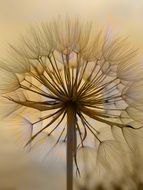 dandelion flower closeup