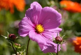 purple cosmea in the flowerbed