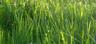 Drops of water on a Grass