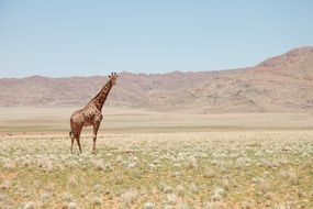 photo of an African giraffe on a background of mountains