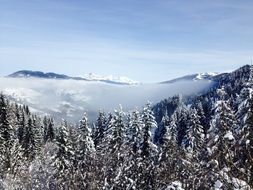 pine trees in the snowy mountains