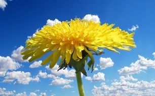 Dandelion flower at sky, macro