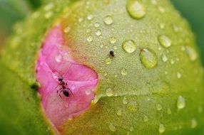 ant on the pink peony bud