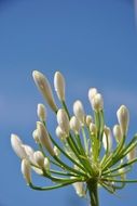 most beautiful Bud Flower