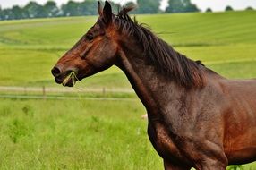 brown stallion in a green meadow