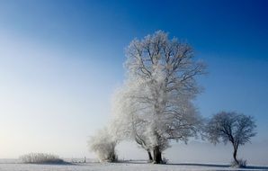 snow covered trees on a sunny day