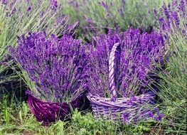 full baskets of bright lavender