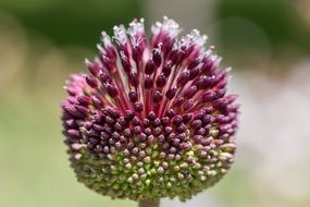 spherical purple plant close up