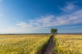 Wheat Landscape