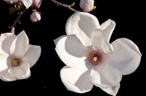 white Magnolia Blossoms at dark background