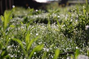 incredibly handsome Dewdrops