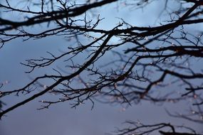 Tree Water Drop