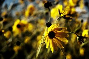 Yellow daisy flowers blossom