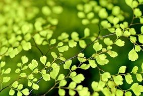 beautiful flowers nature plant spring