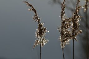 Reed Flower Blossom macro