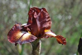 Iris red Flower macro