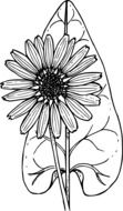 Black and white drawing of the beautiful flower and leaf