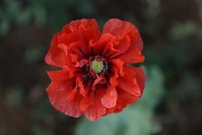 Bright red poppy flower
