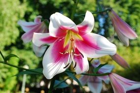 pink and white lily in the garden