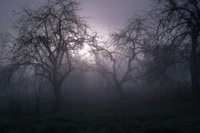 Dark horror movie Mood in forest