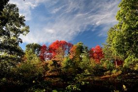Trees Foliage Fall