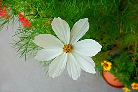 white cosmea among green grass closeup