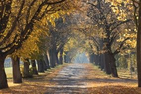 Trees Walking Path