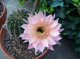 incredibly delicious Cactus Blossom