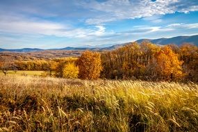 autumn field on a background of golden trees