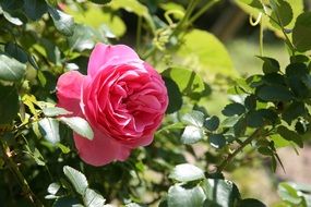 pink rose on a bush on a sunny day