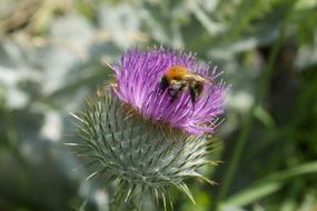 hops on a thistle flower on a sunny day