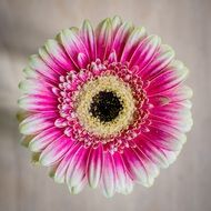 gerbera composites