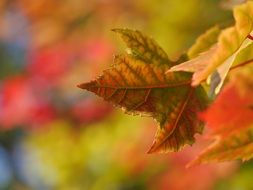 Beautiful and colorful maple leaves in autumn at blurred background