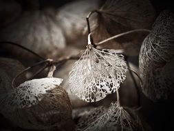 beautiful withered hydrangea leaf