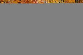 Woods Forest Nature Landscape N2