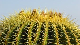 closeup photo of absolutely gorgeous cactus