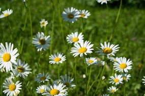 Pointed-Marguerites