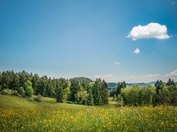 panorama of yellow flowers on a green meadow on a hillside