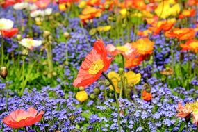 red poppies among wildflowers