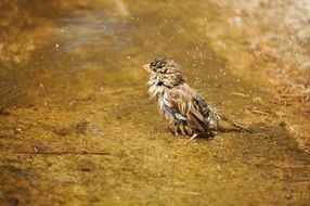 contented wet sparrow in a puddle