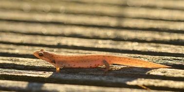 small orange lizard on a wooden board