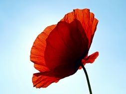 red poppy on the blue sky